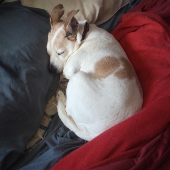 Meet your Posher, Bridget - Picture 5 of 5